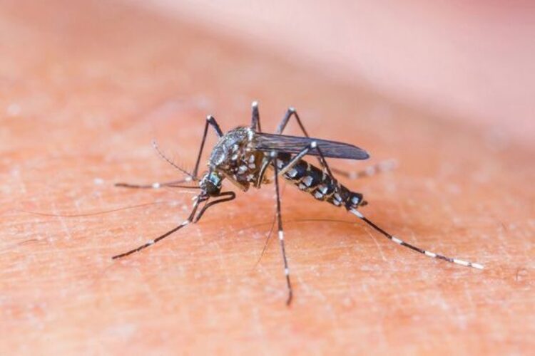 Saúde reforça alerta de prevenção e combate ao Aedes aegypti