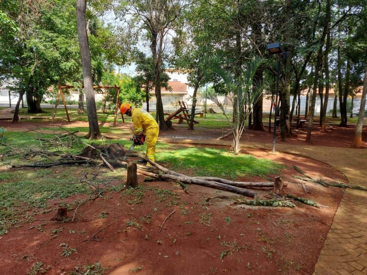 Corte e remoção de árvores com risco de queda
