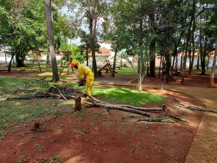 Corte e remoção de árvores com risco de queda