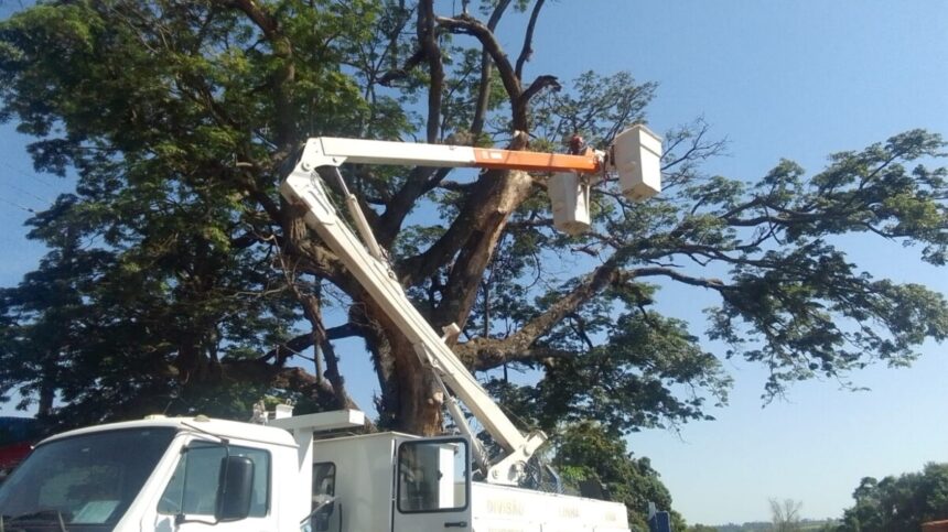 Prefeitura realiza corte preventivo de árvores com risco de queda